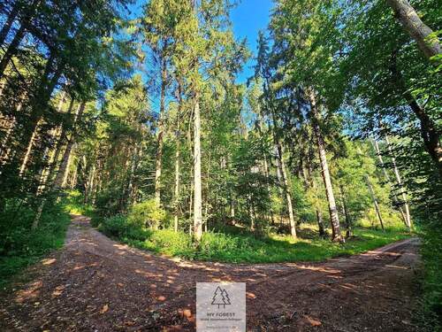 waldverkauf-krumbach_13.jpg - 