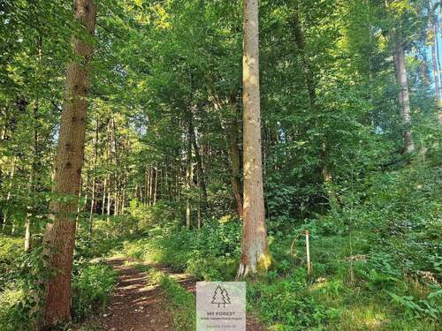 waldverkauf-krumbach_14.jpg - 