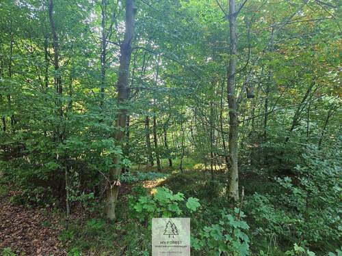 waldverkauf-krumbach_17.jpg - 