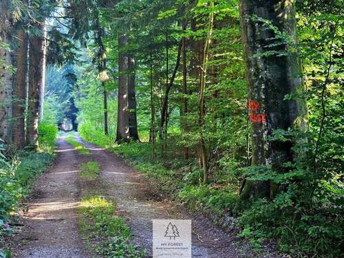 waldverkauf-krumbach_20.jpg - 