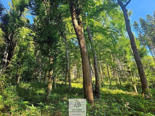 waldverkauf-krumbach_06.jpg - 