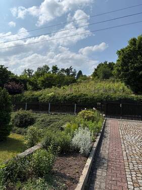 Blick Weinberg - 
