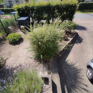 Vorgarten/Eingangsbereich - 