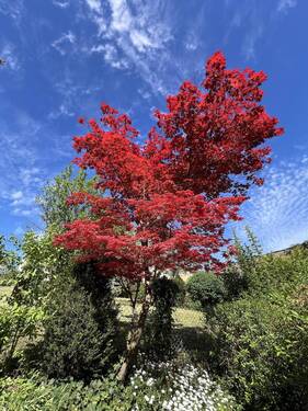 Rot-Ahorn - 