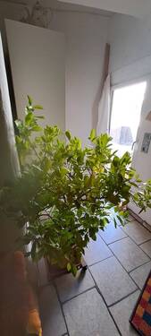 Flur - 