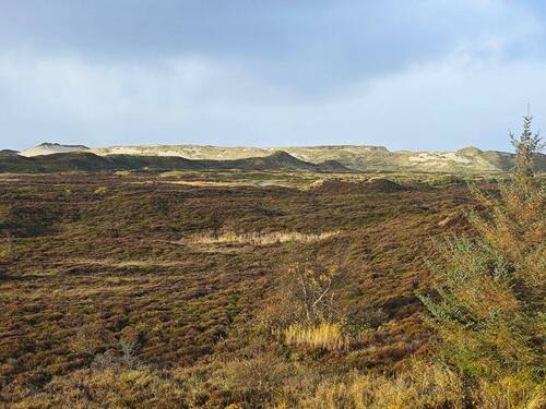  Blick zur Wanderdüne - 