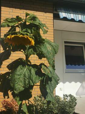 Blume - 