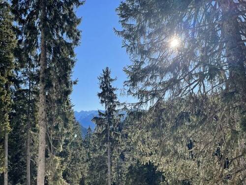  hoch oben - Bergwald mit sehr gutem Baumbestand