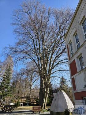 Parkdenkmal - 1 Zimmer Mehrfamilienhaus, Wohnhaus in Neugersdorf