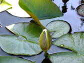 Gartenteich mit Seerose - 
