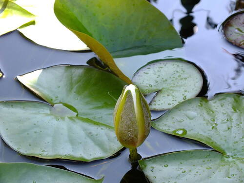 Gartenteich mit Seerose - 