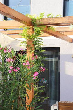 Garten: Pergola /2022 - 
