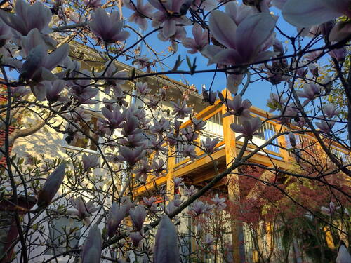 Magnolienblüten - Einfamilienhaus mit 172,00 m&sup2; in Ostrach zum Kaufen
