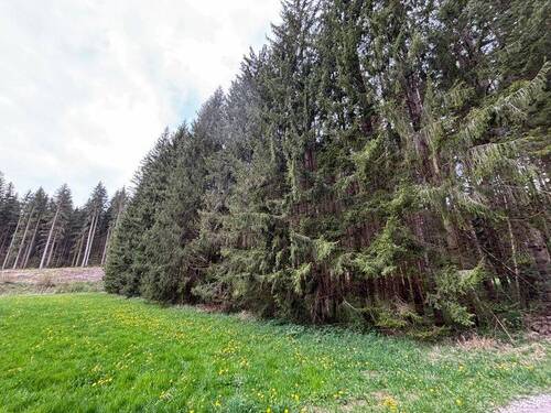 Grünland Wald - Waldflächen 'die Lunge der Natur'