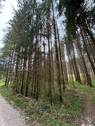 Grünland Wald - Grundstück zum Kaufen in Immendingen
