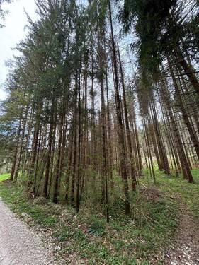 Grünland Wald - Grundstück zum Kaufen in Immendingen