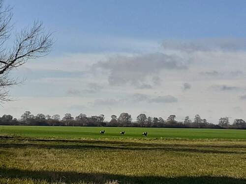 6 Über die Felder geblickt.jpg - Am Dorfrand mit weitem Blick in die Pommersche Landschaft!
