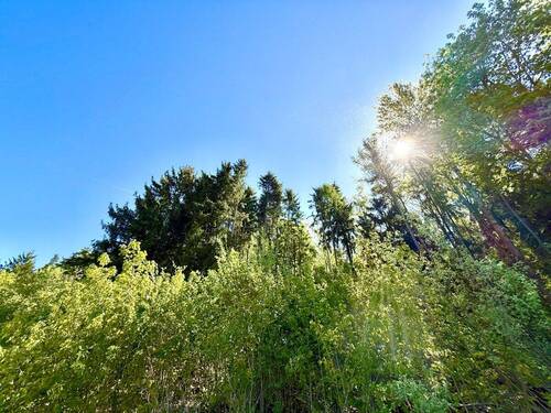 In Ihrem Hauswald im Osten Ihres Grundstückes - 