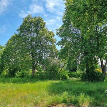 Baugrundstück Bild 3 - Grundstück in Neißeaue OT Kaltwasser