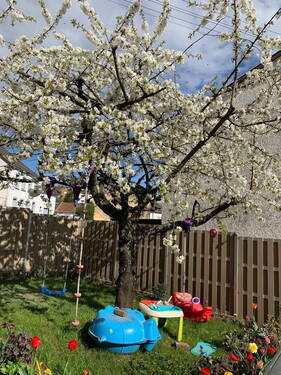 Wunderschöner Kirschbaum - 