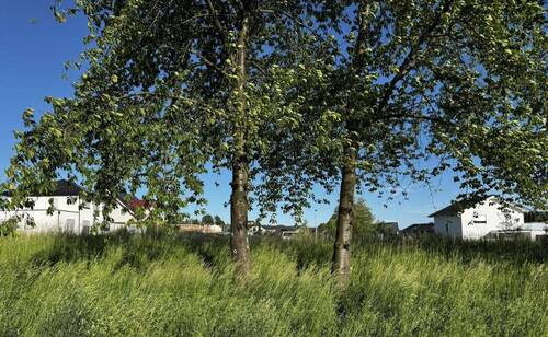 Westansicht - 