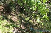 Obstgarten.jpg (2) - 