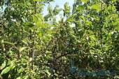 Obstbäume.jpg - 
