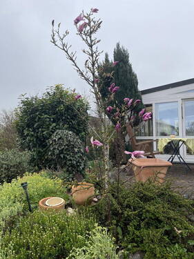 Ansprechende Bepflanzungen - 