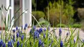gepflegter Garten - 