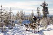 Husky-Schlittenrtour - 