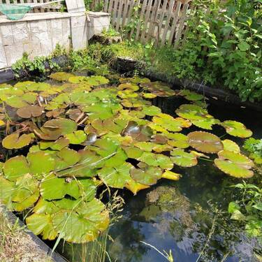 Seerosenteich / Zierteich - 