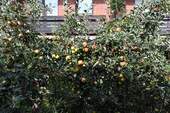 Obstbaumbestand - 