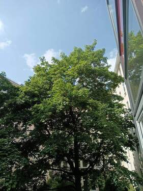 begrünter Innenhof - 