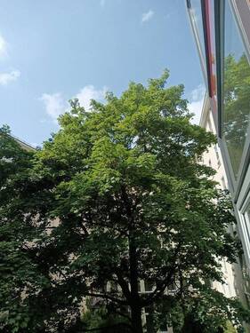 begrünter Innenhof - 