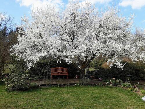 und im Frühjahr blüht es in Ihrem Garten - 