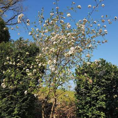 Garten Frühling.jpg - 
