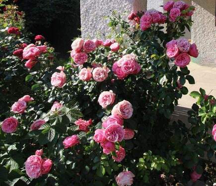 Rosen - 