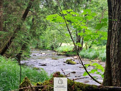 20250610_134042.jpg - Grün, nachhaltig & regional. Wald als wertstabiles Investment!