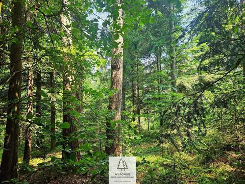 20250610_122906.jpg - Einfamilienhaus in Schönberg zum Kaufen