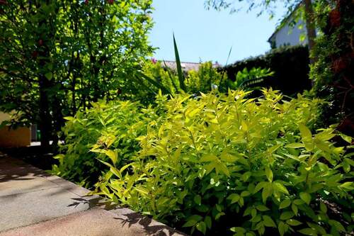 Garten - 