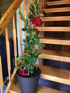 Holzinnentreppe zum OG mit Galerie - 