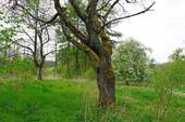 Alter Kirschbaum - 