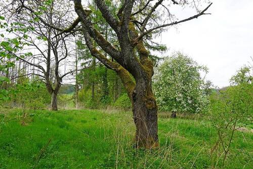 Alter Kirschbaum - 
