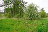 Junger Apfelbaum - 