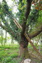 Alter Baum - 