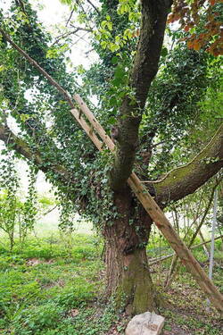 Alter Baum - 