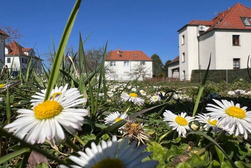 Bild3 - 5 Zimmer Einfamilienhaus in Halle (Saale)-Gartenstadt Nietelben