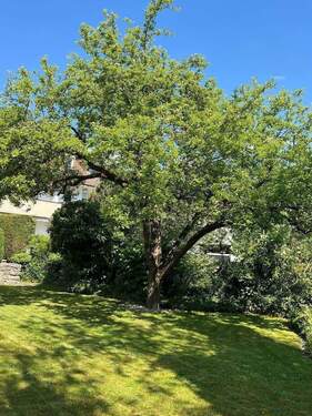 Garten (Sommeraufnahme) - 