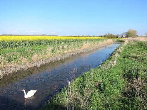 Schwan auf Cappeler Wasserlöse - 