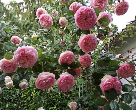 Rosige Aussichten! - 